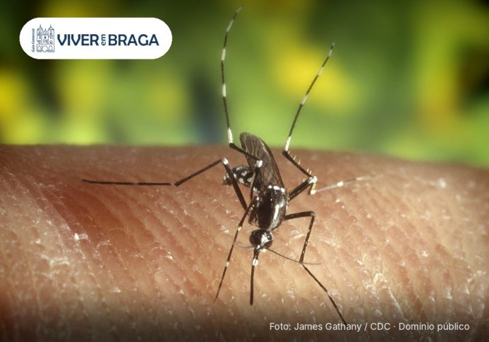 Mosquito-tigre detetado em Braga e Amares: o que é e como se proteger – Viver em Braga